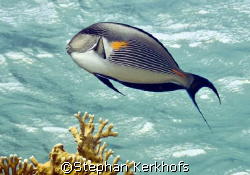 Sohal surgeonfish (Acanthurus sohal) taken in shallow wat... by Stephan Kerkhofs 